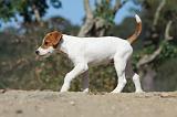 PARSON RUSSEL TERRIER 039